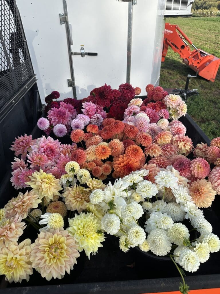 Discover the best in-season wedding flowers in Cache Valley Utah with this month-by-month guide. Plan beautiful, budget-friendly wedding florals with ease.